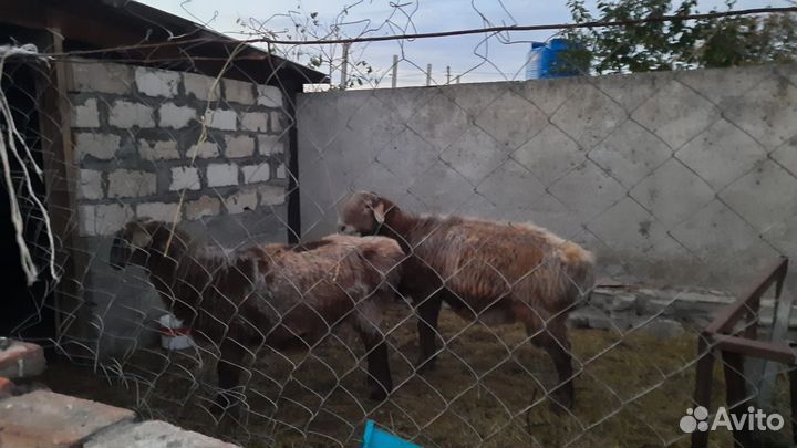 Барашки курдючные