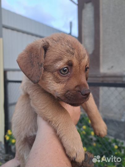 Собака в добрые руки щенок