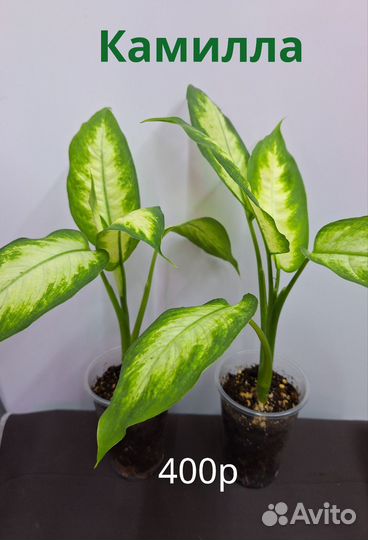 Диффенбахия