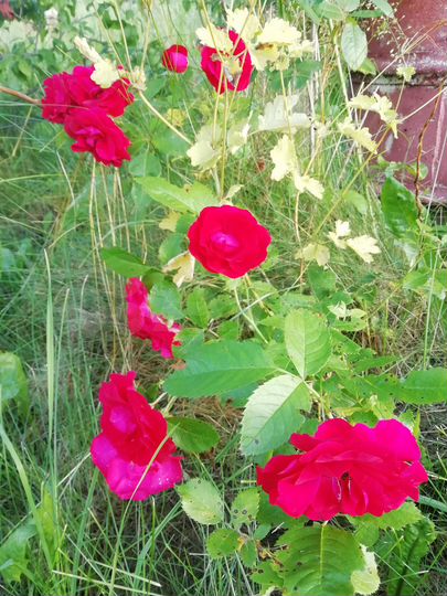 Участок 15 сот. (ИЖС)