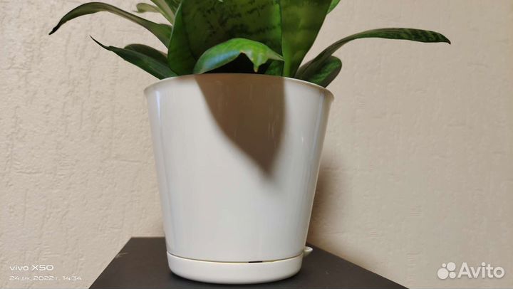 Растение Сансевиерия