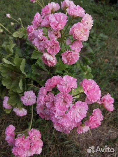 Пеларгония герань сортовая