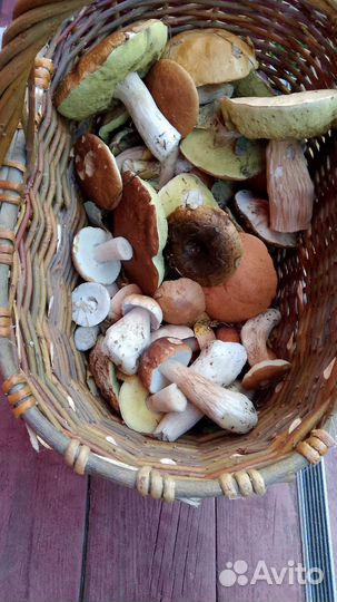 Продам грибы белый бугравой