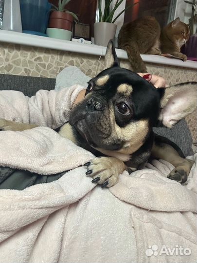 Французский бульдог