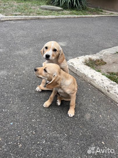 В добрые руки