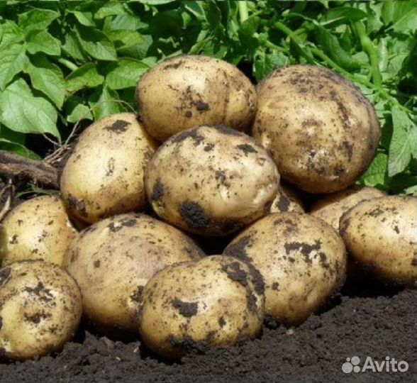 Продам картофель