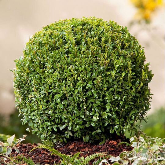 Саженцы самшит (вечнозелёный)