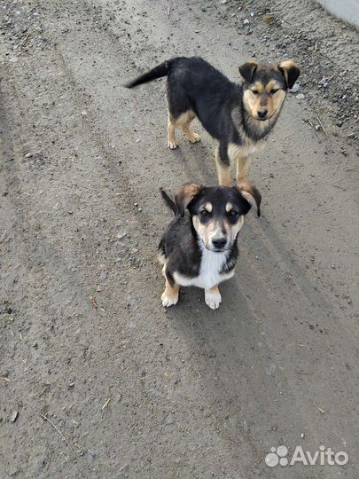 Дайте шанс жить