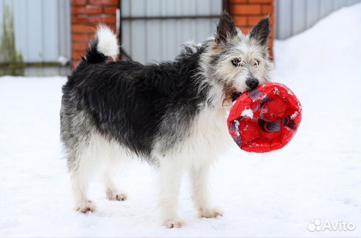 Собака в добрые руки