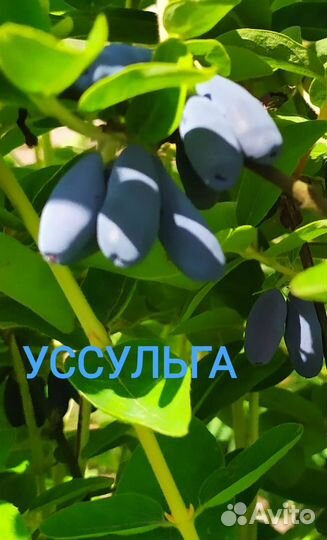 Саженцы жимолости