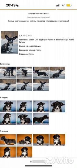 Вязка кобель вельш-корги кардиган