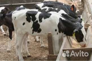 Бычки и телята