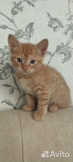 Отдам кошечку