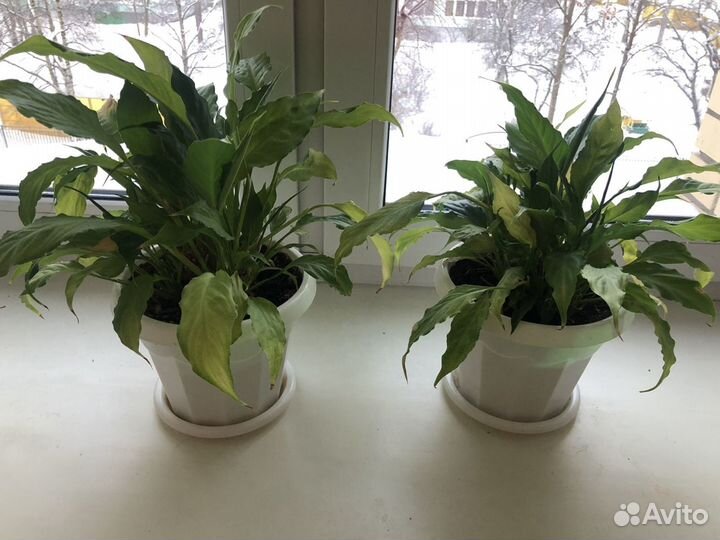 Комнатные растения цветы