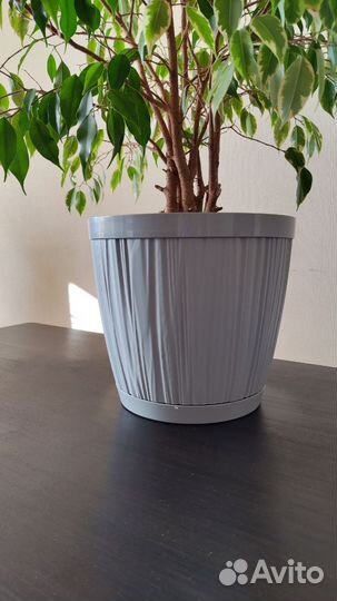 Фикус Бенджамина