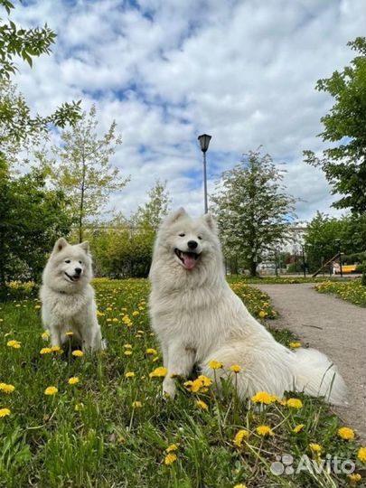 Самоеды для фотосессии, собаки на съемку