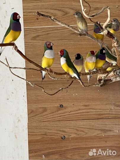 Амадины Гульда