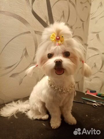 Услуги грумера