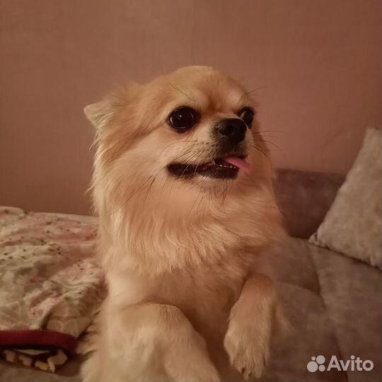 Вязка чихуахуа