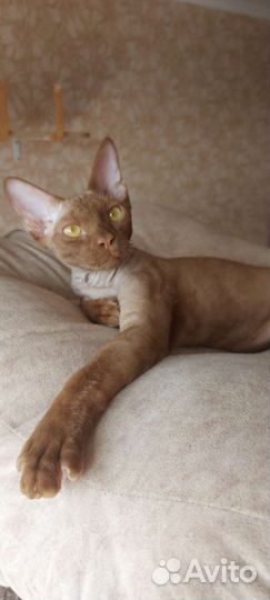 Кот девон-рекс