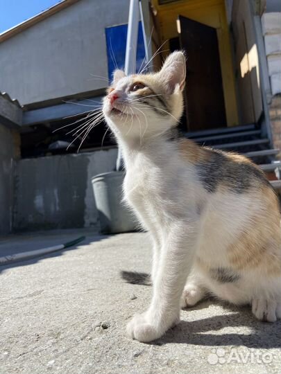 Трехцветные котята в добрые руки