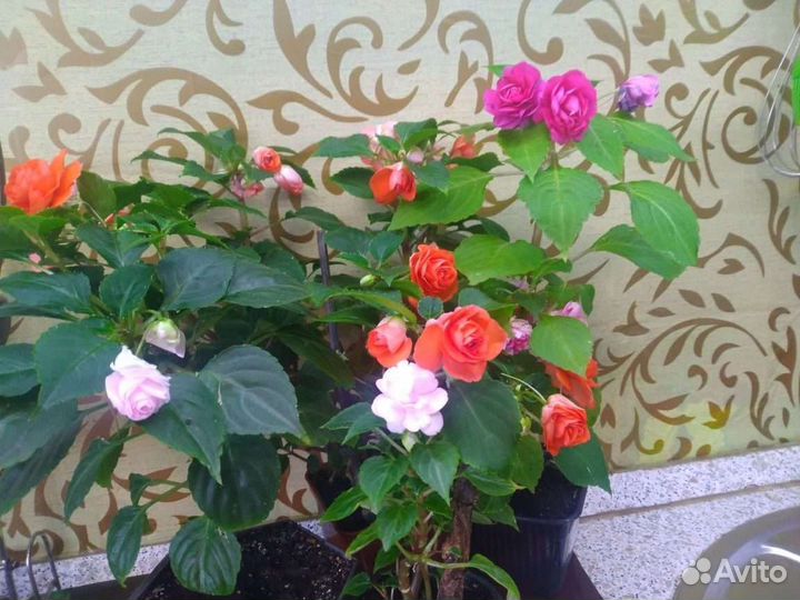 Комнатные цветы