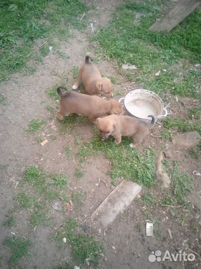 Щеночки в добрые руки