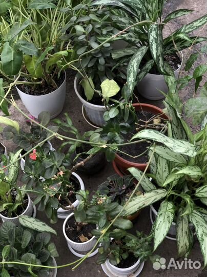 Комнатные цветы