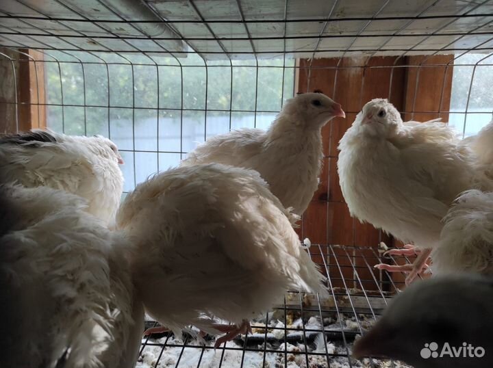 Перепела от суточных до несушек