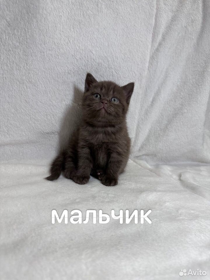 Британские котята