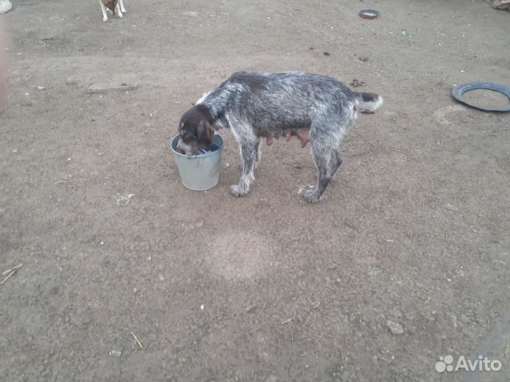 Дратхар продаю