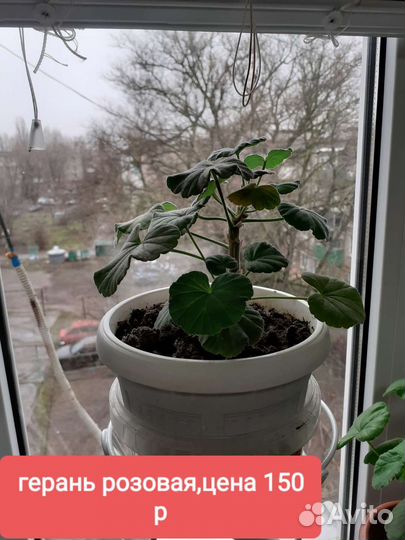 Много цветов