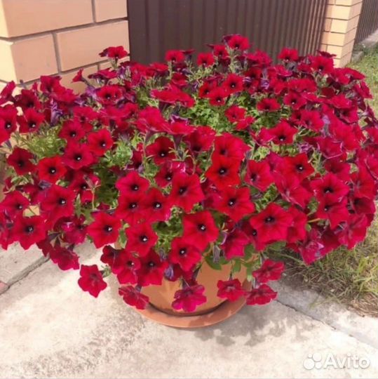 Петуния-гигант