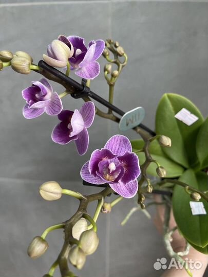 Орхидея бабочка Violet Queen