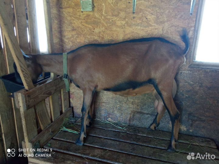 Дойные козы