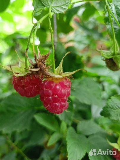 Малина, Смородина