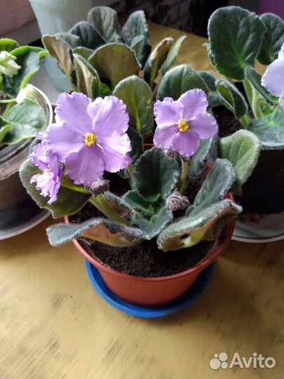 Фиалка в горшке