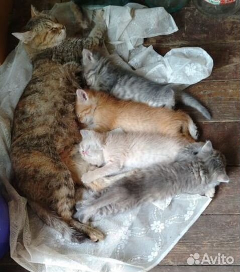 Кошка