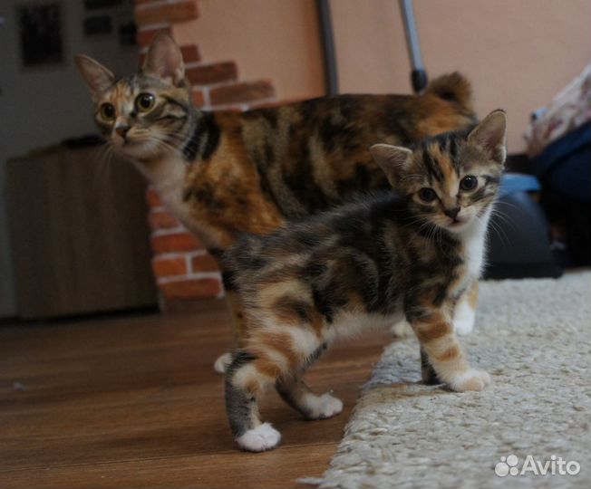 Курильский бобтейл