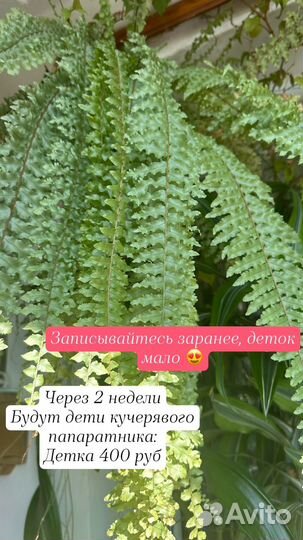 Папоротник кучерявый