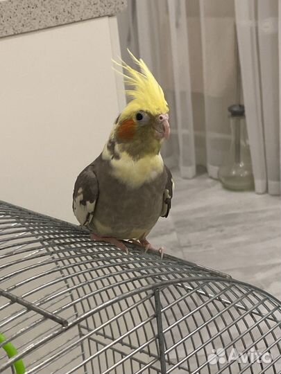 Попугай корелла с клеткой
