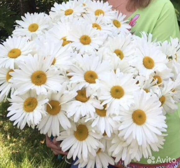 Садовая ромашка саженцы