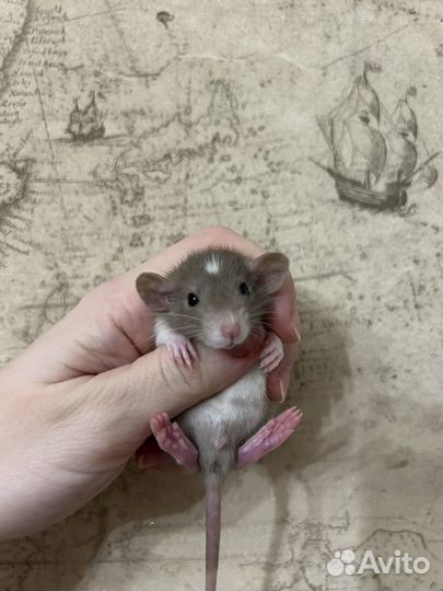 Крысята Дамбо малыши