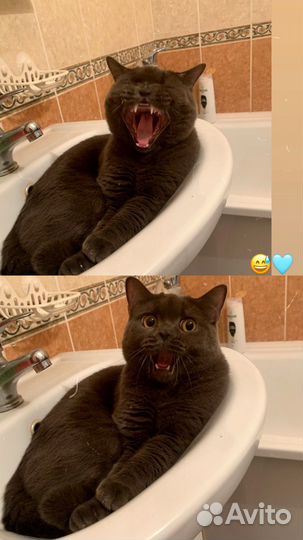 Вязка британских котов