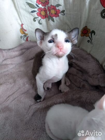 Котята корниш-рекс