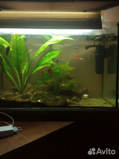Аквариум