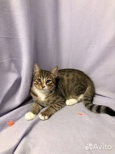 Добрый и красивый котенок мальчик в дар