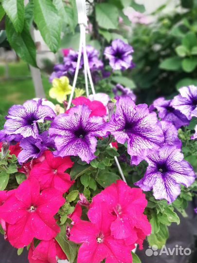 Рассада, цветы, ягоды,кустарники