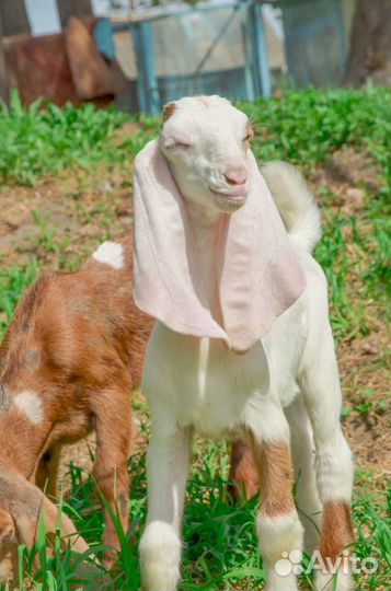 Козы Гулаби.Камори. Англо нубийцы. Малыши