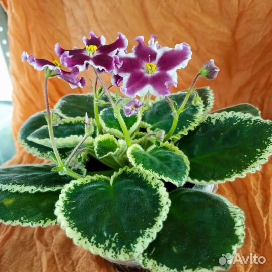 Хойя карноза